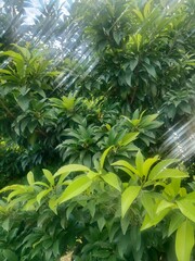green leaves of a plant
