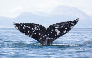Fototapeta premium gray whale tail with water pouring off, fluke up dive with mountains in the background, perfect symmetry
