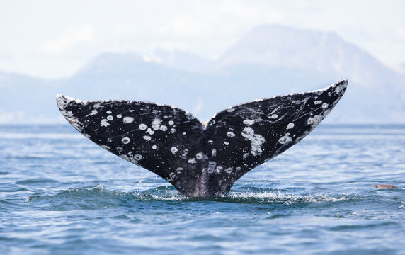 gray whale tail with water pouring off, fluke up dive with mountains in the background, perfect symmetry