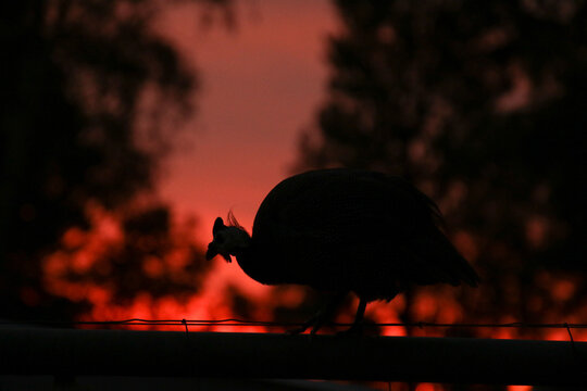 Silhouette of a guinea fowl bird on a fence at sunset