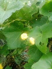 pumpkin with dew drops