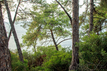 pine trees against sea in the woods