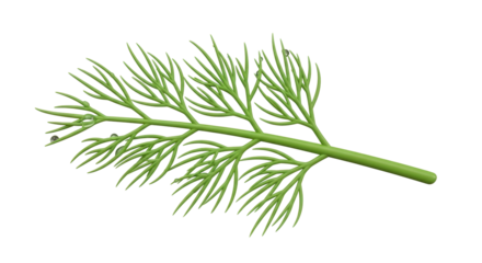 Isolated Dill