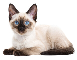 Siamese Kitten Lying Down, Side View, Transparent PNG