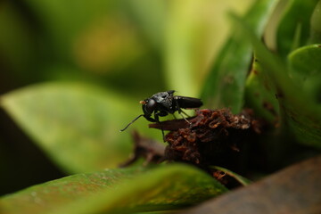 The black soldier fly (Hermetia illucens) belongs to the family Stratiomyidae. Adults often perch on surfaces such as bark or plant debris. Larvae decompose organic matter, 