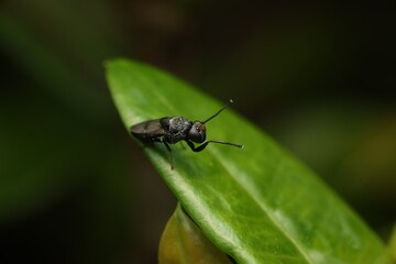 The black soldier fly (Hermetia illucens) belongs to the family Stratiomyidae. Adults often perch on leaves or other surfaces, while larvae feed on organic waste. 