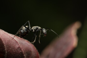 Carpenter ants (Camponotus spp.) belong to the family Formicidae. They are ecologically important, nesting inside wood and contributing to the decomposition of plant material. 