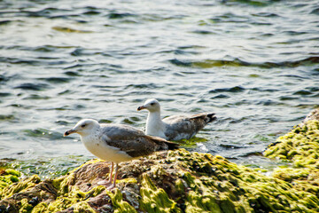 seagulls on the rocks