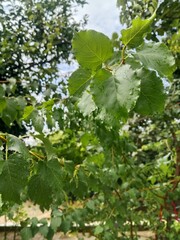 green grape leaves