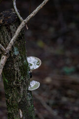 森の中のきのこ