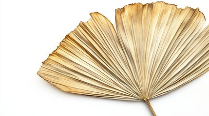 a dried palm leaf in warm beige and earthy brown tones, positioned diagonally on a white background the leaf's structure is fanned out, showcasing the delicate ribbing and fine lines that run from
