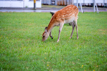 Deer Wakkanai Hokkaido Japan 鹿　稚内　北海道