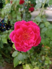pink rose in garden