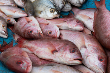 Fresh Red Snapper on Ice at Seafood Market, seafood concept