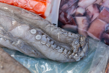 Close-up of raw octopus tentacles with detailed suction cups, octopus concept