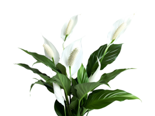 beautiful peace lily plant with green leaves and white flowers for indoor decor and gardening concept