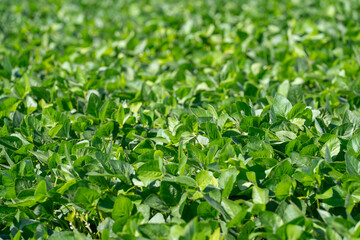 Obraz premium Biophilic green leaf background of an agricultural field with leaves of agricultural crops