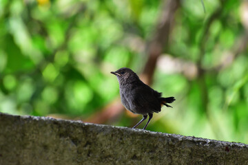 Indian Robin Juvenile Bird Perched on Natural Branch, Wildlife Close-up, Nature Photography, Stock Photo