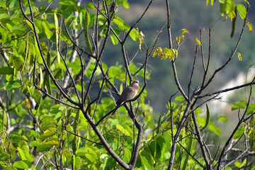 Laughing Dove Perched on Branch, Close-Up Wildlife Bird Photography for Nature and Ornithology