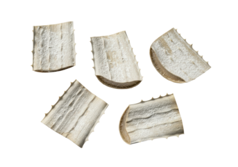 Desiccated pale beige aloe vera leaf fragments, brittle, papery, with powdery residue on a transparent seamless studio background, flat lay, macro, concept of natural resources for industrial