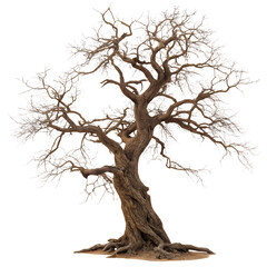 An old, gnarled oak tree with bare branches isolated on a transparent background, symbolizing winter or decay