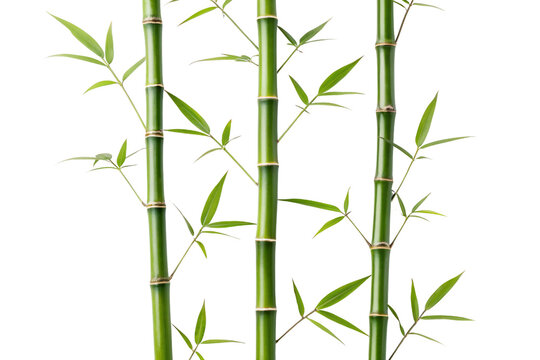 Green bamboo stalks with natural segmented joints and long narrow leaves growing upward vertically, isolated on a transparent background