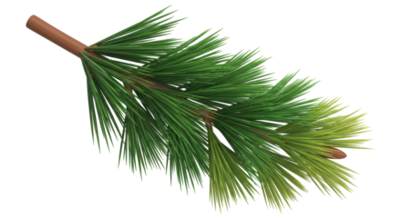 Isolated Pine leaf
