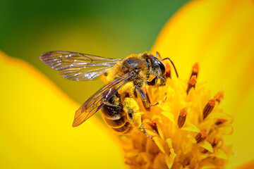 A bee, covered in pollen, rests on a bright yellow flower. The macro shot captures the intricate details of the bee's furry body and transparent wings.