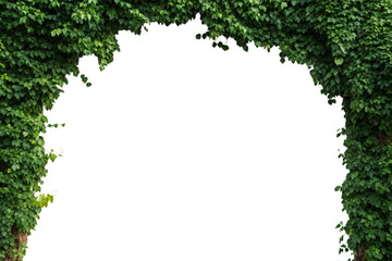 Dense green ivy foliage forming irregular natural frame border around central white space, organic plant decoration, isolated on a transparent background