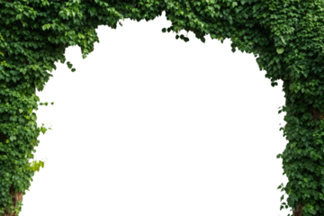 Dense green ivy foliage forming irregular natural frame border around central white space, organic plant decoration, isolated on a transparent background