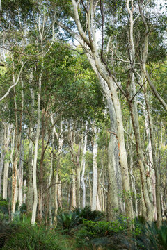 Fototapeta Forest of gum trees with bushy undergrowth - vertical