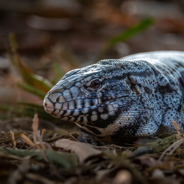 Black and white Tegu Lizard,Tupinambis merianae,Pantanal,Brazil