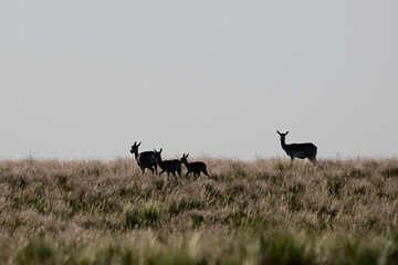 Mother and baby Blackbuck Antelope in Pampas plain environment, La Pampa province, Argentina