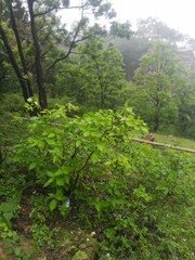 forest in the mountains