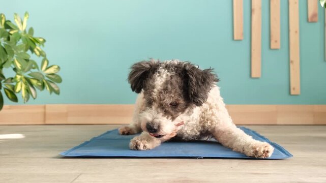 Natural dried treats for dogs for teeth cleaning and training. cute curly dog eating dry beef penis treat lying at rug at home