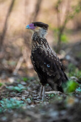 Southern Caracara, Polyborus plancus , Pantanal Nature Park, Mato Grosso Brazil.
