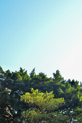 Close-up of the group of trees against the sky. Nature scene. Tree background.