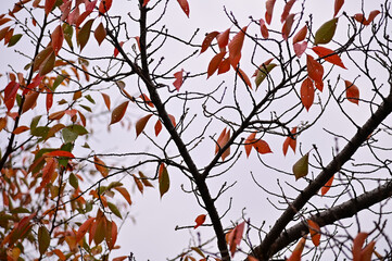 Close-up of trees in the autumn. Red leaves and bare tree. Autumn tree, colorful trees. Nature and landscape concept. Tree background.