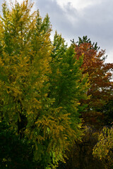 Fototapeta premium Close-up of the group of trees against the sky. Nature scene. Tree background.