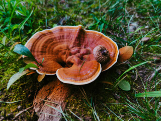 mushroom in the forest