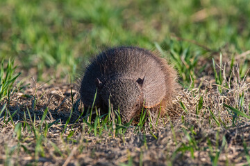 Armadillo in Pampas countryside environment, La Pampa Province, Argentina.