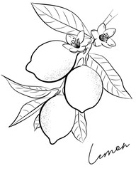 Lemon Branch Sketch, Hand Drawn, Black, Plant, Aesthetic Line Art, Lemon Branch Doodle, Leaves, Silhouette, Coloring Page, Vector