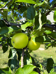 Close-up of crisp, juicy green apples growing on a leafy branch in an orchard. A symbol of healthy eating, vitamins, a fresh lifestyle and the harvest season