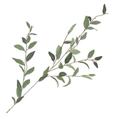 나뭇잎, 식물, 네이처, 가지, green, 나무, 미술, 장식, 올리브, 유칼립투스