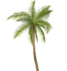 식물, 야자수, 나뭇잎, 여름, 열대, 코코넛, 나무, green, 가지, 여행, 섬, 내추럴