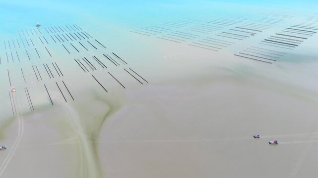 Aerial view of farmers harvesting mussels and oysters at low tide