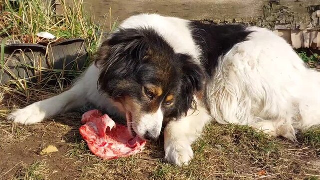 Black and white Carpathian Shepherd dog lying on grass outdoors chewing bone playful pet natural environment active canine animal companion breed
