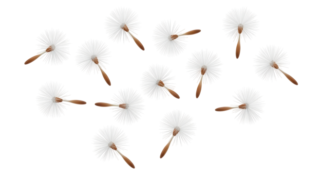 Isolated dandelion seeds
