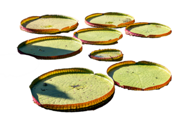Victoria amazonica (giant water lily or water lily) isolated on a clear background. Tropical ornamental plant grown in crystal-clear waters. Giant leaves floating in a pond.