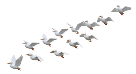 Isolated birds